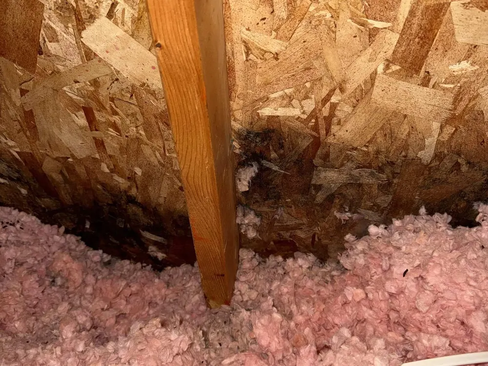 Mold in Central Illinois Homes